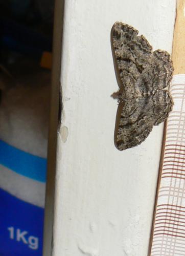 Peribatodes rhomboidaria