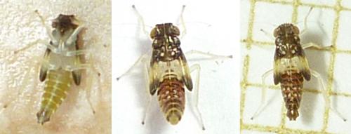 Eupteryx florida