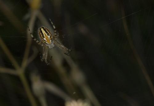 Aculepeira armida