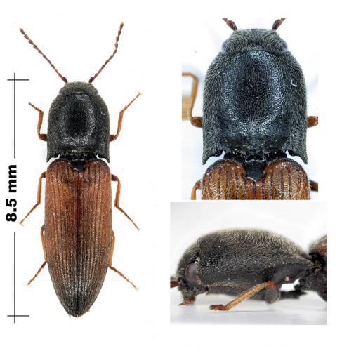 Agriotes gallicus