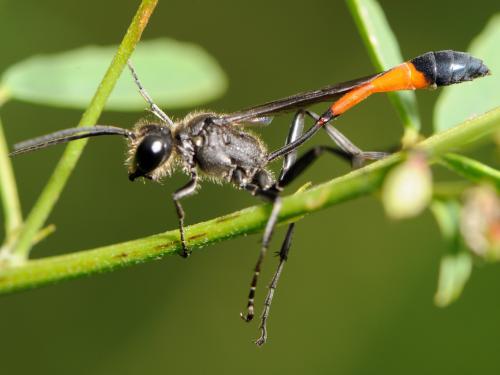 Ammophila sabulosa