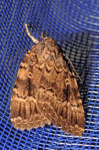 Amphipyra berbera