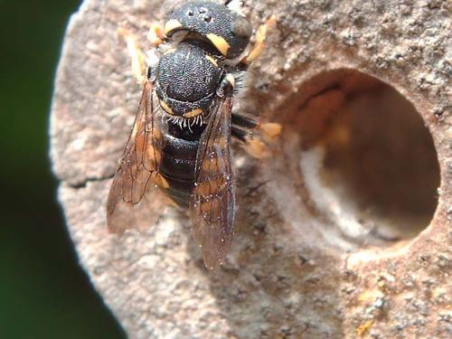 Réf. 74 683 : Pseudoanthidium lituratum