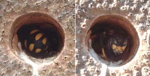 Réf. 74 512 : Pseudoanthidium lituratum