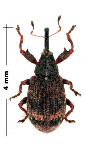 Anthonomus humeralis