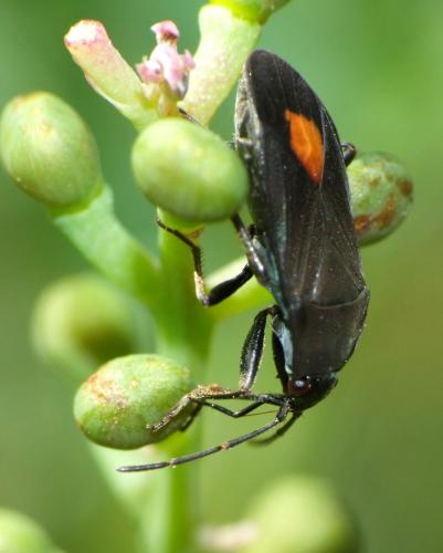 Aphanus rolandri