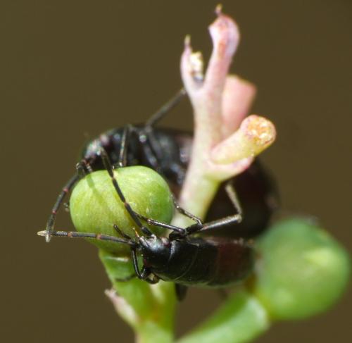 Aphanus rolandri