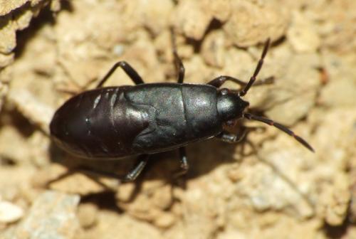 Réf. 74 171 : Aphanus rolandri