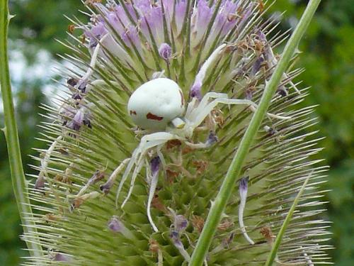 Misumena vatia