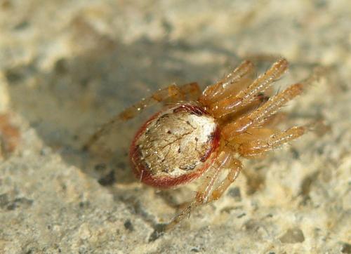 Zygiella atrica