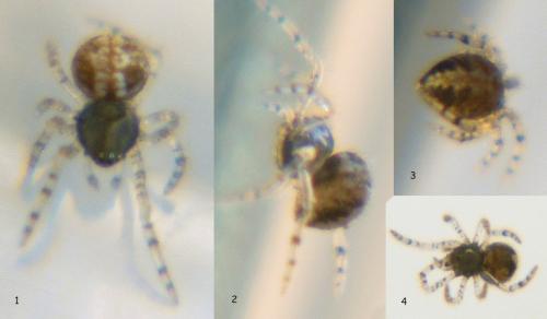 Theridion_sl sp.