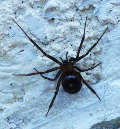 Steatoda grossa