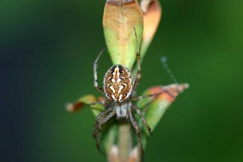 Réf. 74 190 : Neoscona adianta