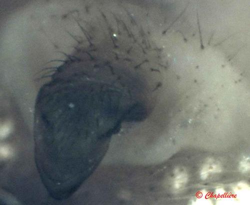 Réf. 74 408 : Neoscona subfusca