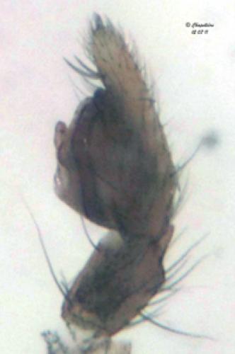 Micaria pulicaria