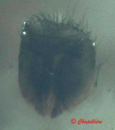 Réf. 74 409 : Neoscona subfusca