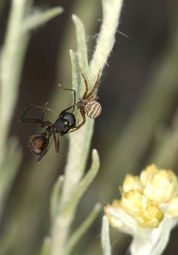 Xysticus sp.