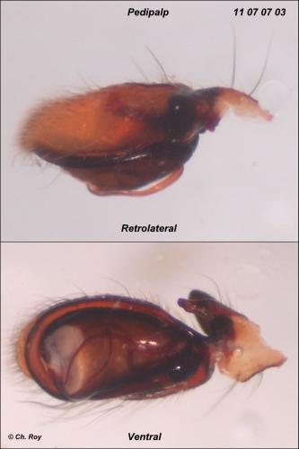 Clubiona neglecta