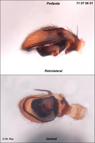 Ozyptila simplex