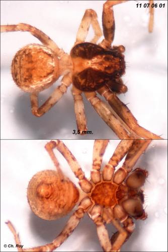 Ozyptila simplex