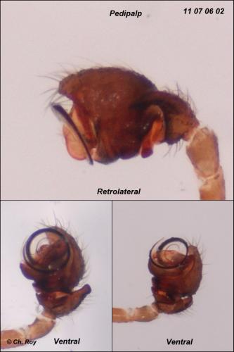Walckenaeria vigilax