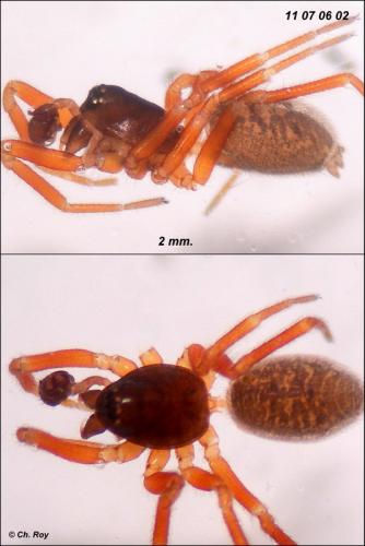 Walckenaeria vigilax