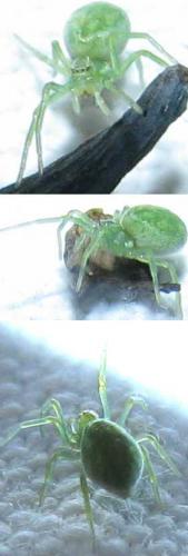 Nigma walckenaeri