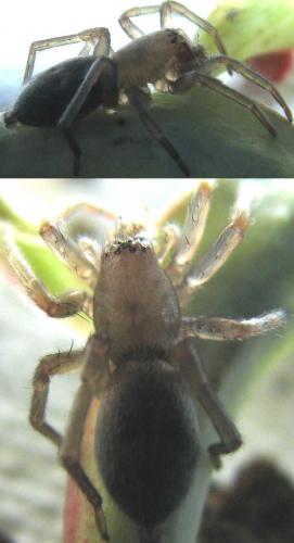 Clubiona sp.
