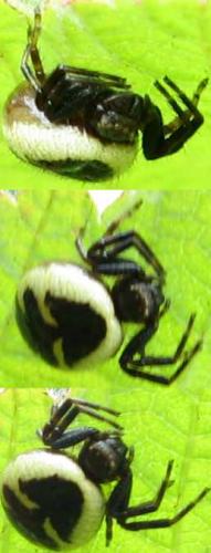 Synema globosum