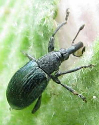 Aspidapion aeneum