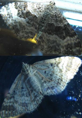 Epirrhoe alternata