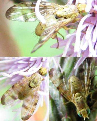 Terellia tussilaginis