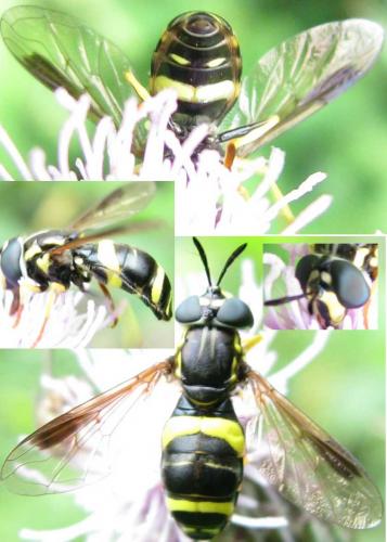 Chrysotoxum bicinctum