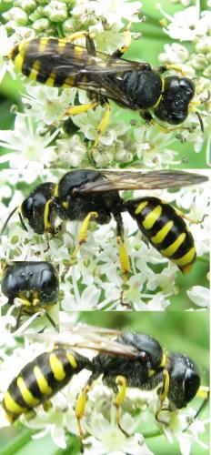 Ectemnius sp.