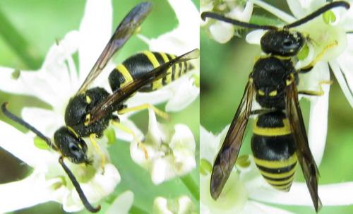 Ancistrocerus sp.
