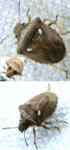Réf. 74 808 : Eysarcoris aeneus
