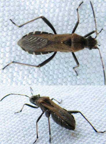 Réf. 74 834 : Alydus calcaratus