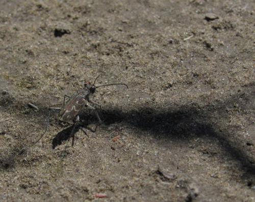 Réf. 74 092 : Cylindera arenaria