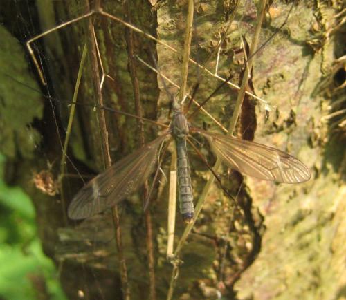 Tipula luna