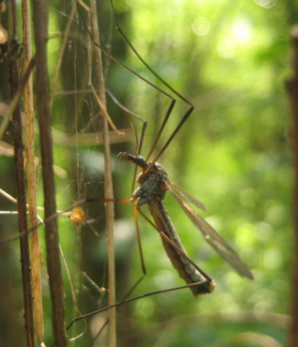 Tipula luna