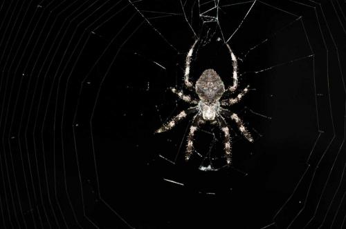 Réf. 74 783 : Araneus angulatus