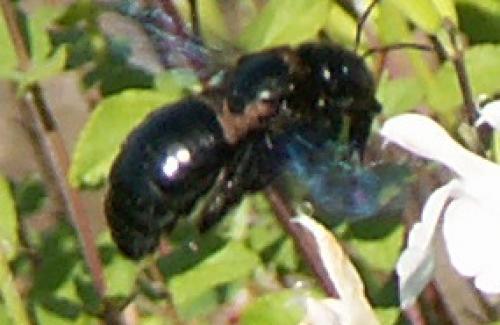 Xylocopa sp.