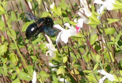 Xylocopa sp.