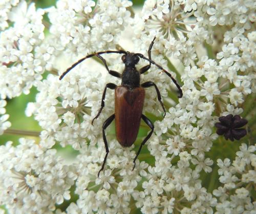 Réf. 74 428 : Stictoleptura hybrida