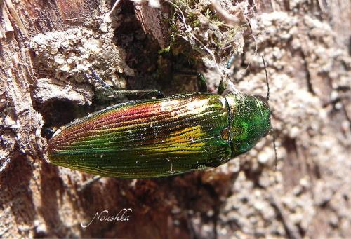 Réf. 74 598 : Eurythyrea micans