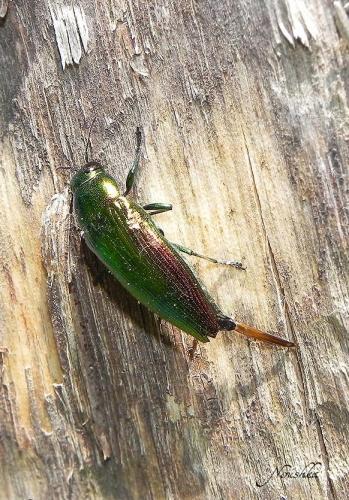 Réf. 74 662 : Eurythyrea micans