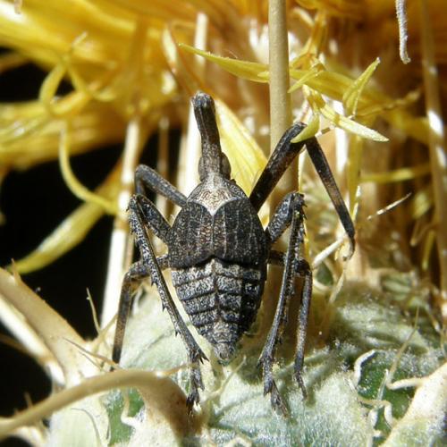 Almana longipes