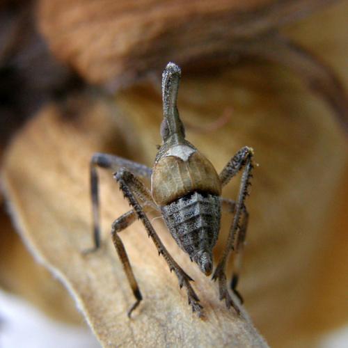 Almana longipes