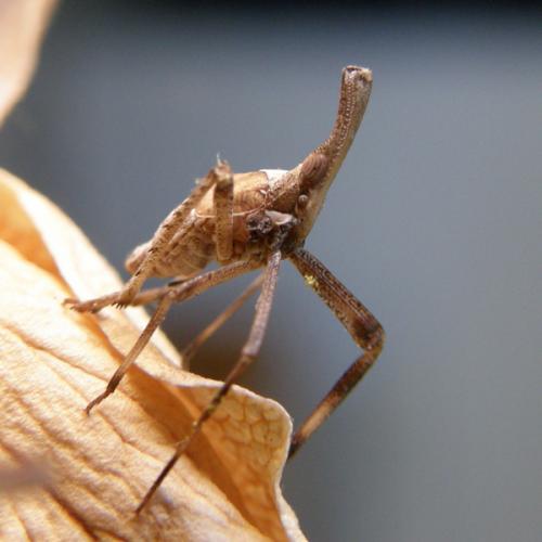 Almana longipes