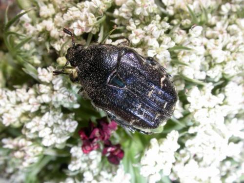Réf. 74 188 : Cetonia carthami